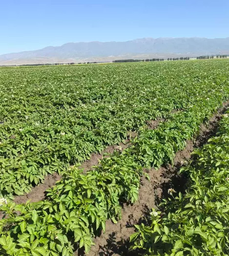 ¿Cómo asegura la industria de la papa de Xinjiang Wenxing el suministro de materias primas mediante la siembra de papa de primavera de 2026?